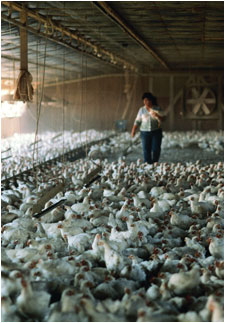 Poultry Industry